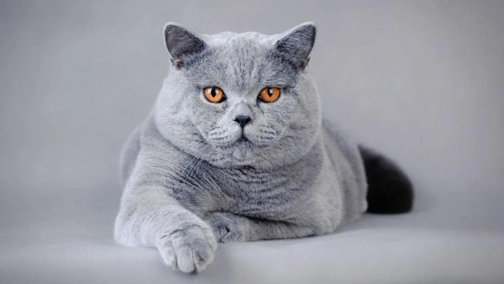 Most Expensive Cat Breed British Shorthair, Expensive Cat Breed British Shorthair, British Shorthair, British Shorthair Cat