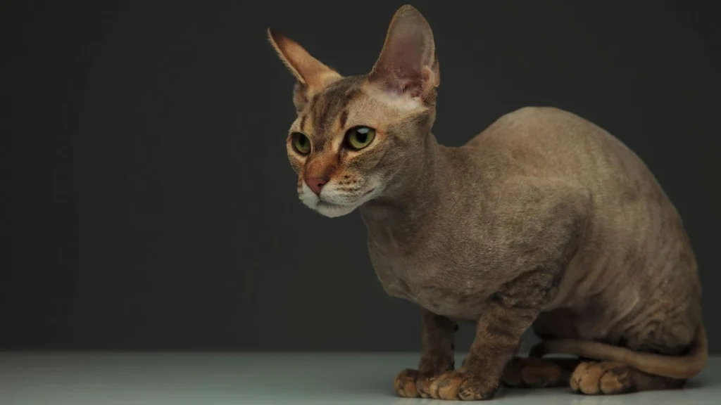 Most Expensive Cat Breed Peterbald, Peterbald Cat, Peterbald Cat Details, Peterbald Cat Breed Info, Peterbald Cat Details, Peterbald Cat Price