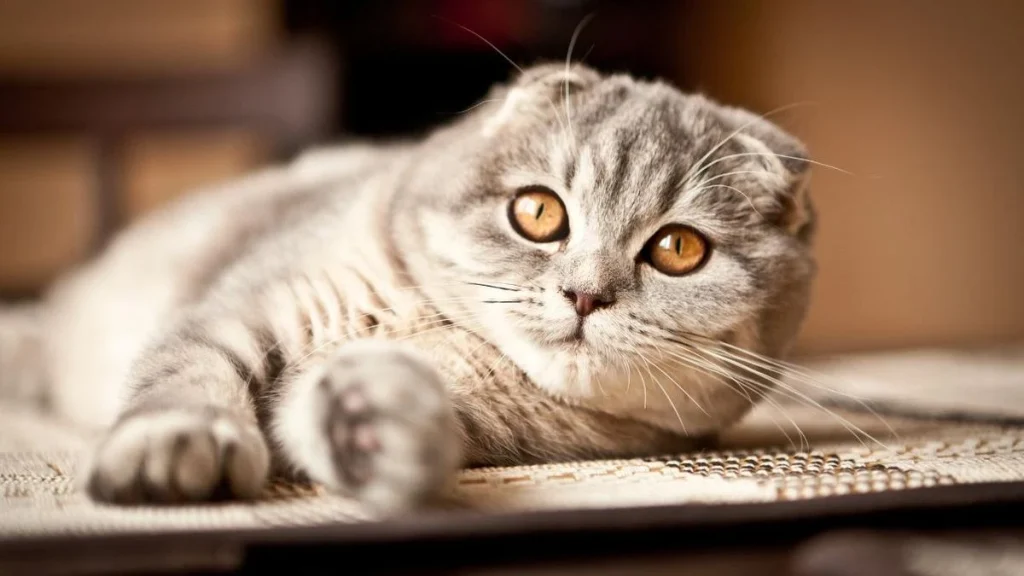 Most Expensive Cat Breed Scottish Fold, Expensive Cat Breed, Scottish Fold Cat