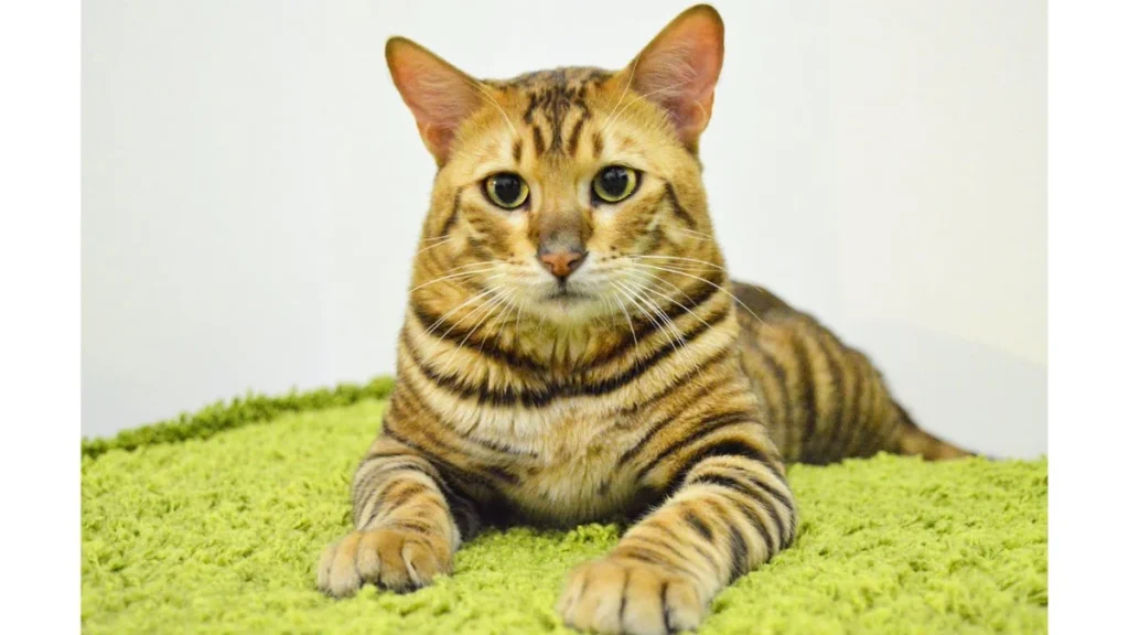 Most Expensive Cat Breed Toyger Cat, Toyger Cat Breed, Toyger Cat Breed Price, Toyger Cat Photo, Toyger Cat Details