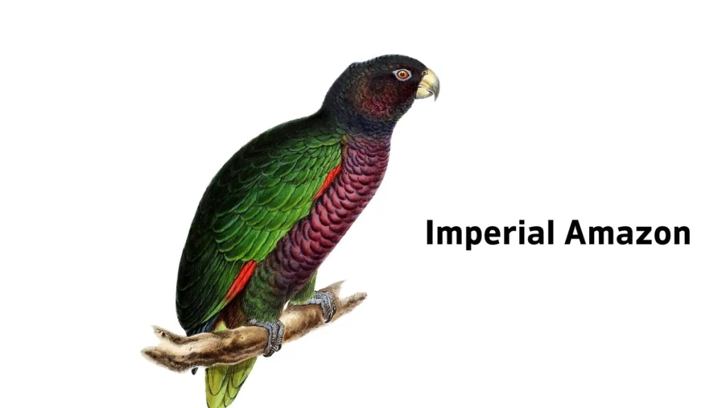 Imperial Amazon, Imperial Amazon Photo, Imperial Amazon Meta Description, Imperial Amazon Details, Imperial Amazon Info