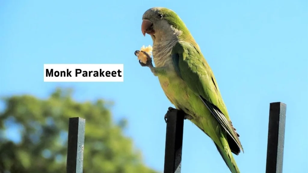 Unique Types Of Pet Birds Unconventional Charmers Monk Parakeet, Monk Parakeet Pet Bird, Pet Bird Monk Parakeet, Monk Parakeet Photo, Monk Parakeet Details 
