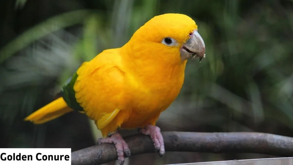 Unique Types Of Pet Birds Visually Striking Golden Conure, Pet Bird Golden Conure, Golden Conure Pet Bird, Golden Conure Photo, Golden Conure Details