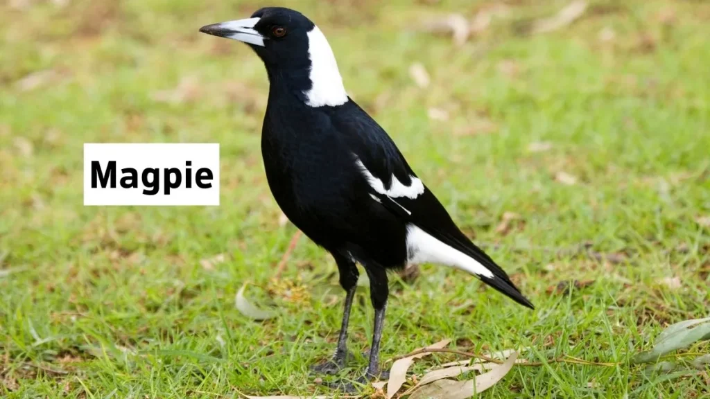 Unique Types Of Pet Birds With Intriguing Abilities Magpie, Magpie Pet Bird, Pet Bird Magpie, Magpie Photo, Magpie Details