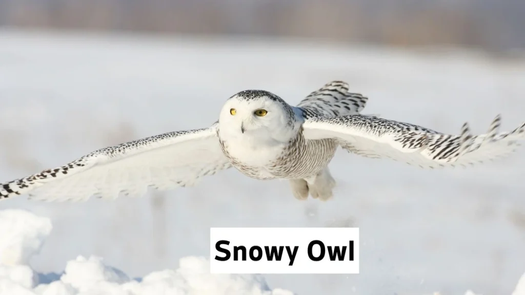 Snowy Owl, Snowy Owl Photo, Snowy Owl Meta Description, Snowy Owl Details, Snowy Owl Info