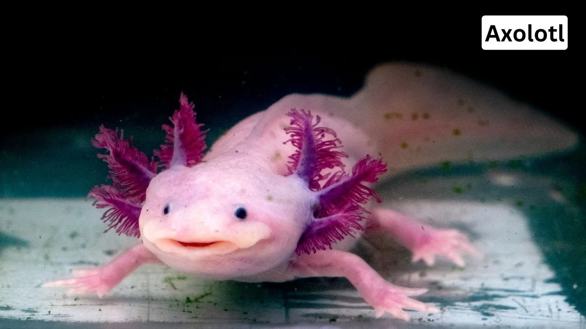 Amphibians Axolotl, axolotl pet, axolotl pet photo, axolotl pet details