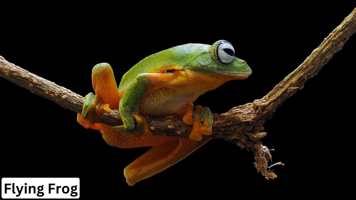 Flying Frog, Flying Frog pet, Flying Frog detials, Flying Frog information, Flying Frog photo