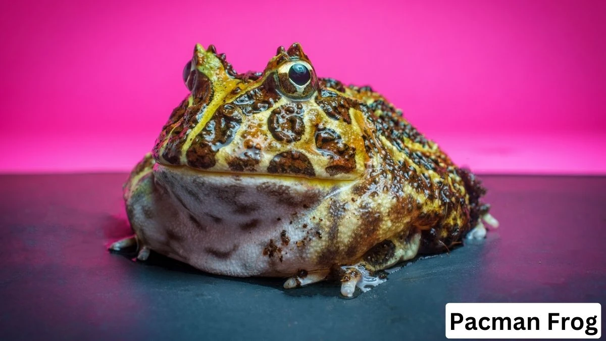 Pacman Frog, pacman frog care, strawberry pacman frog, pacman frog lifespan, pacman frog enclosure, pacman frog colors, pacman frog types, pacman frog pets, pacman frog photo, pacman frog details