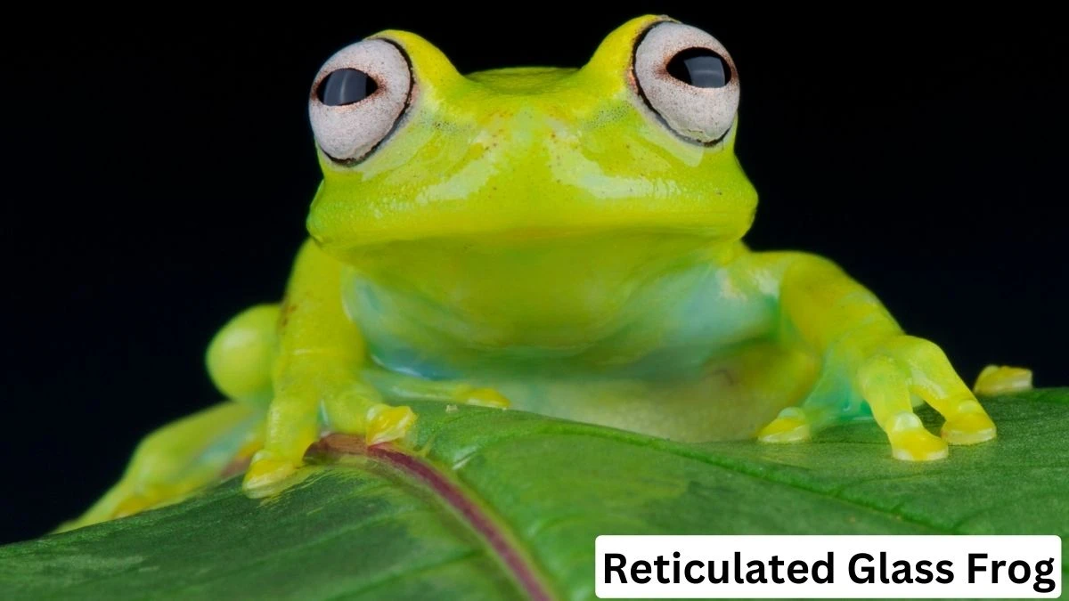 Reticulated Glass Frog, Reticulated Glass Frog pet, Reticulated Glass Frog details, Reticulated Glass Frog photo