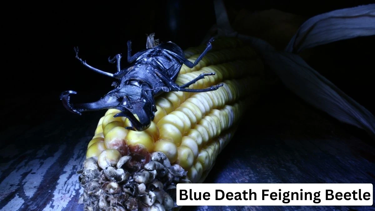 Blue Death Feigning Beetle, blue death feigning beetle lifespan, lue death feigning beetle pet, blue death feigning beetle bite, blue death feigning beetle information, blue death feigning beetle details, blue death feigning beetle photo
