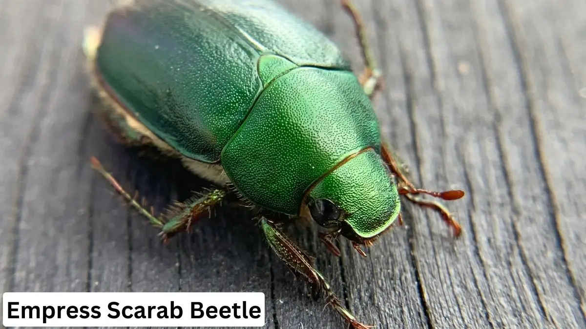 Empress Scarab Beetle, Empress Scarab Beetle pet, Empress Scarab Beetle information, Empress Scarab Beetle photo