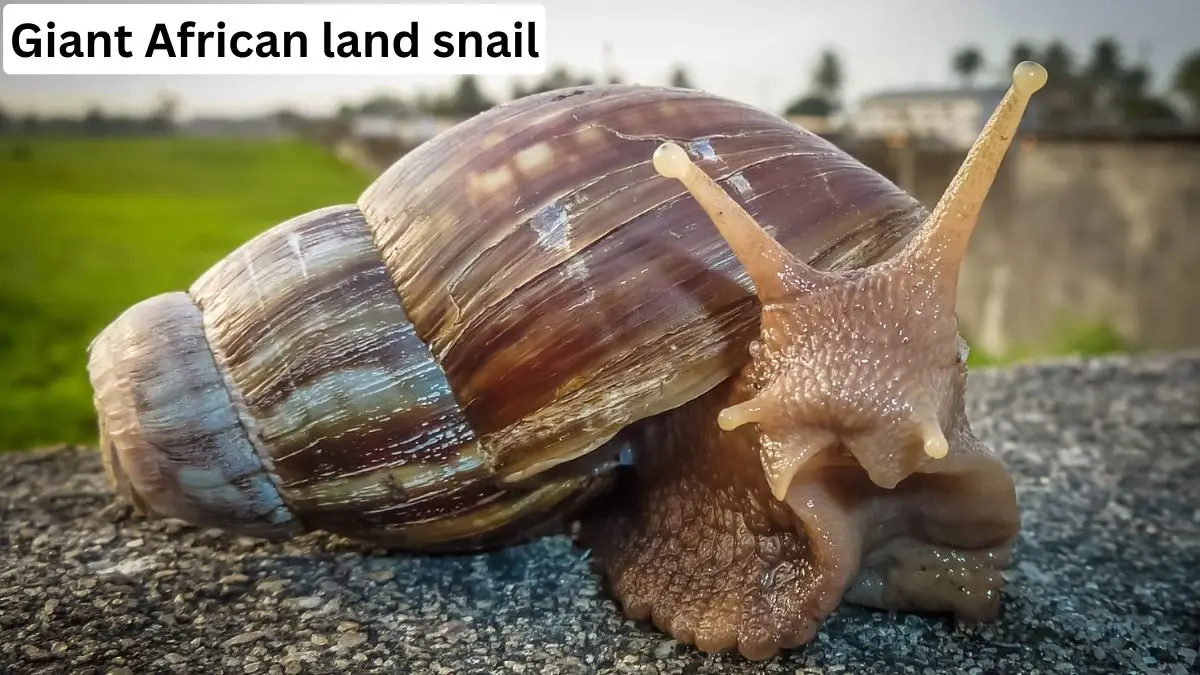 Giant African Land Snail, giant african land snail florida, giant african land snail pet, cute giant african land snail, giant african land snail lifespan, giant african land snail information, giant african land snail photo