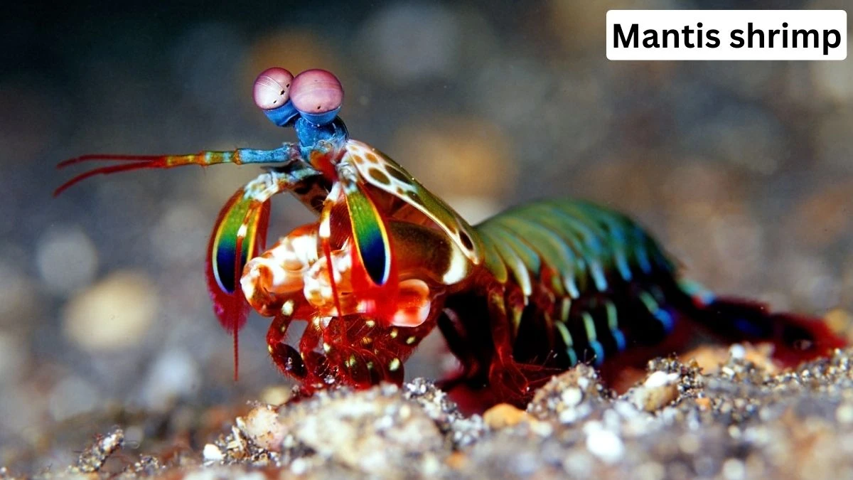 Mantis Shrimp, mantis shrimp pet, Mantis Shrimp details, Mantis Shrimp information, Mantis Shrimp photo