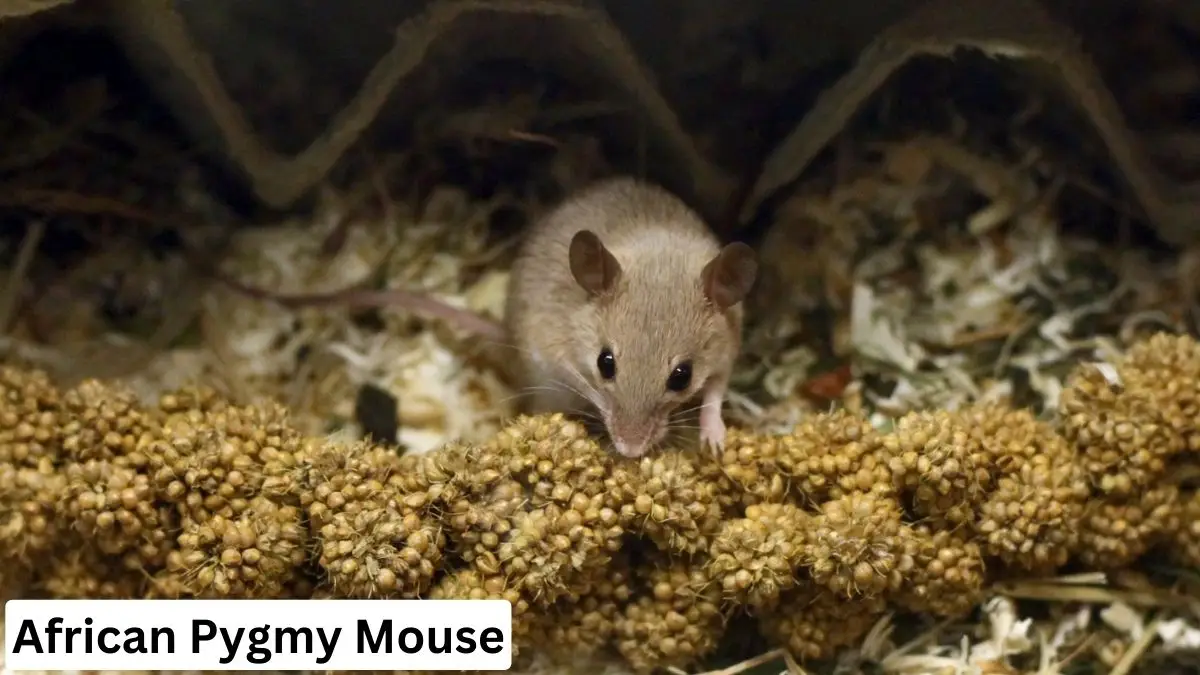 African Pygmy Mouse, African Pygmy Mouse details