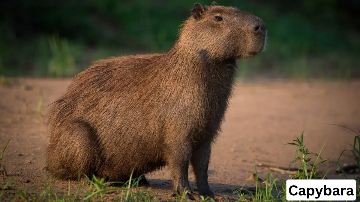 Capybara, capybara pet, baby capybara pet, capybara pet california, capybara pet details