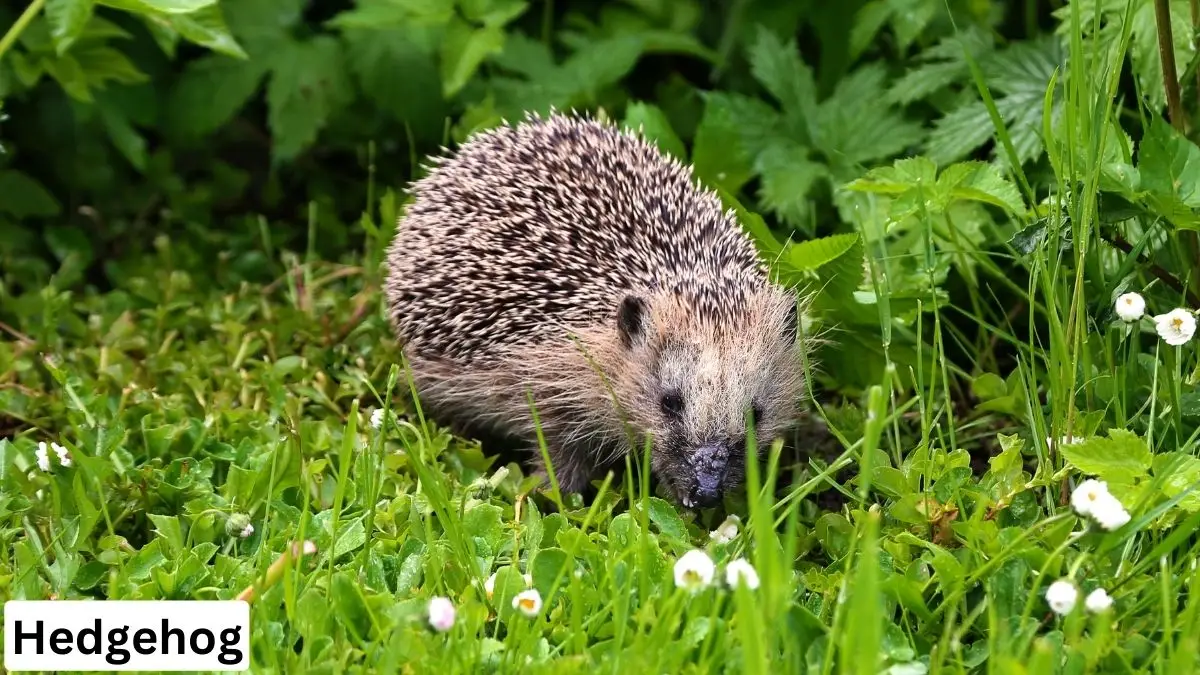 Hedgehog, sonic the hedgehog, hedgehog pet, hedgehog pet care, hedgehog pet lifespan, hedgehog pet details