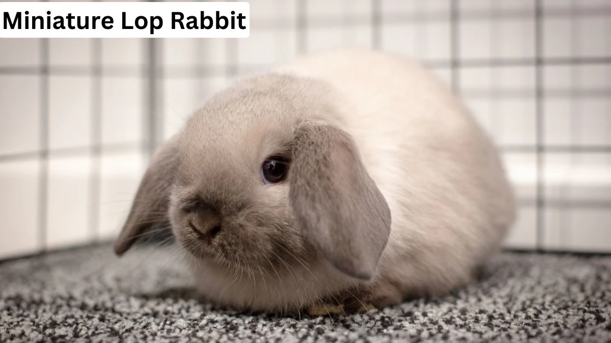 Miniature Lop Rabbit, lop rabbit, holland lop rabbit, Miniature Lop Rabbit details