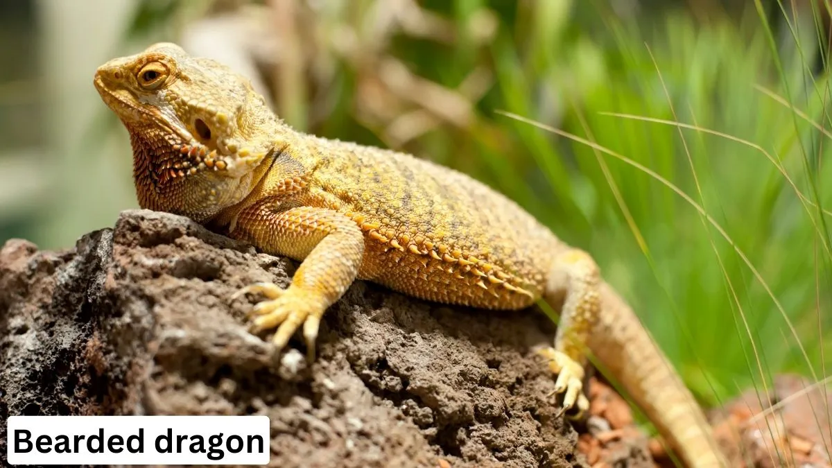 Best Small Pets Reptiles Bearded Dragon, bearded dragon lifespan, baby bearded dragon, black bearded dragon, Bearded Dragon Pet, Bearded Dragon details 