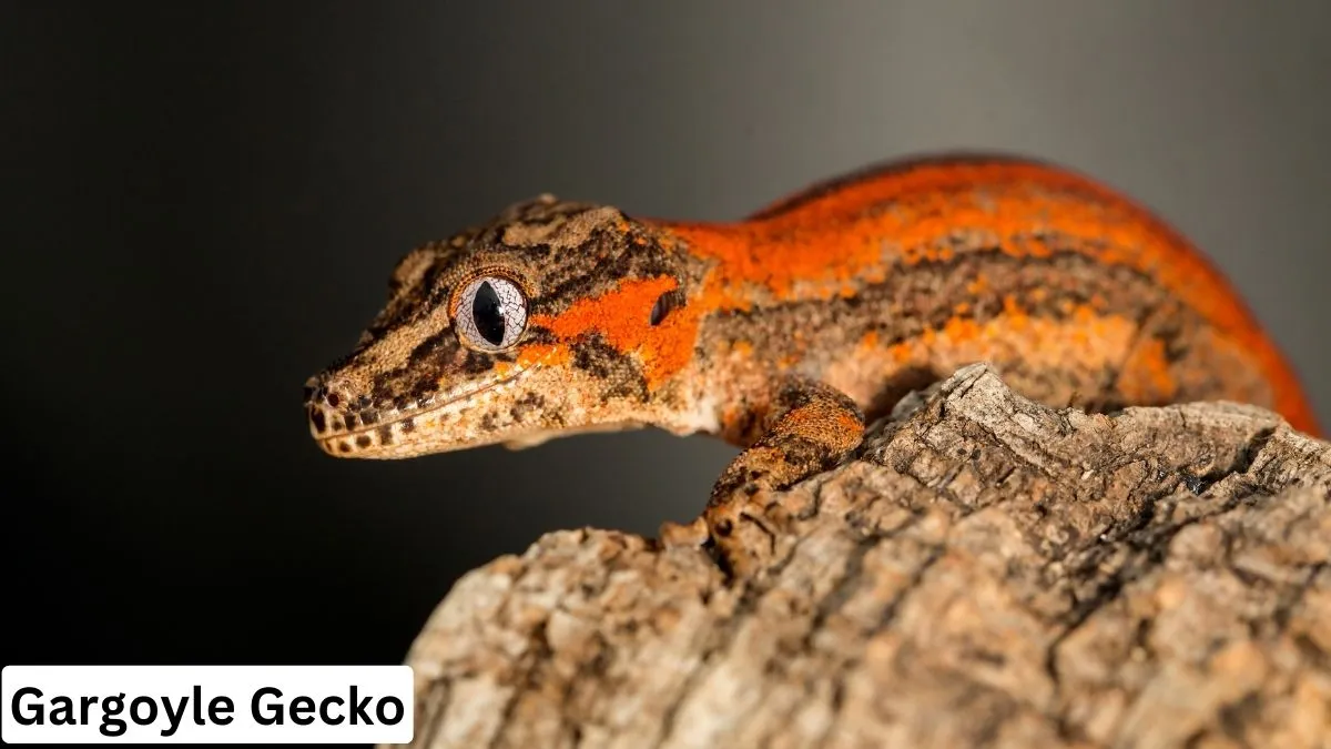 Reptiles Gargoyle Gecko, gargoyle gecko morphs, gargoyle gecko care, gargoyle gecko lifespan, gargoyle gecko temperature, types of reptiles