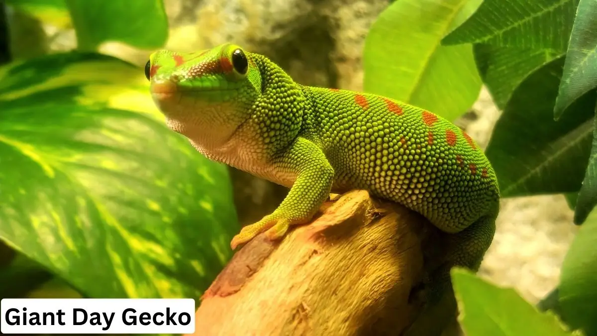 Giant Day Gecko, giant day gecko care, giant day gecko lifespan, giant day gecko pets, giant day gecko details, giant day gecko photo