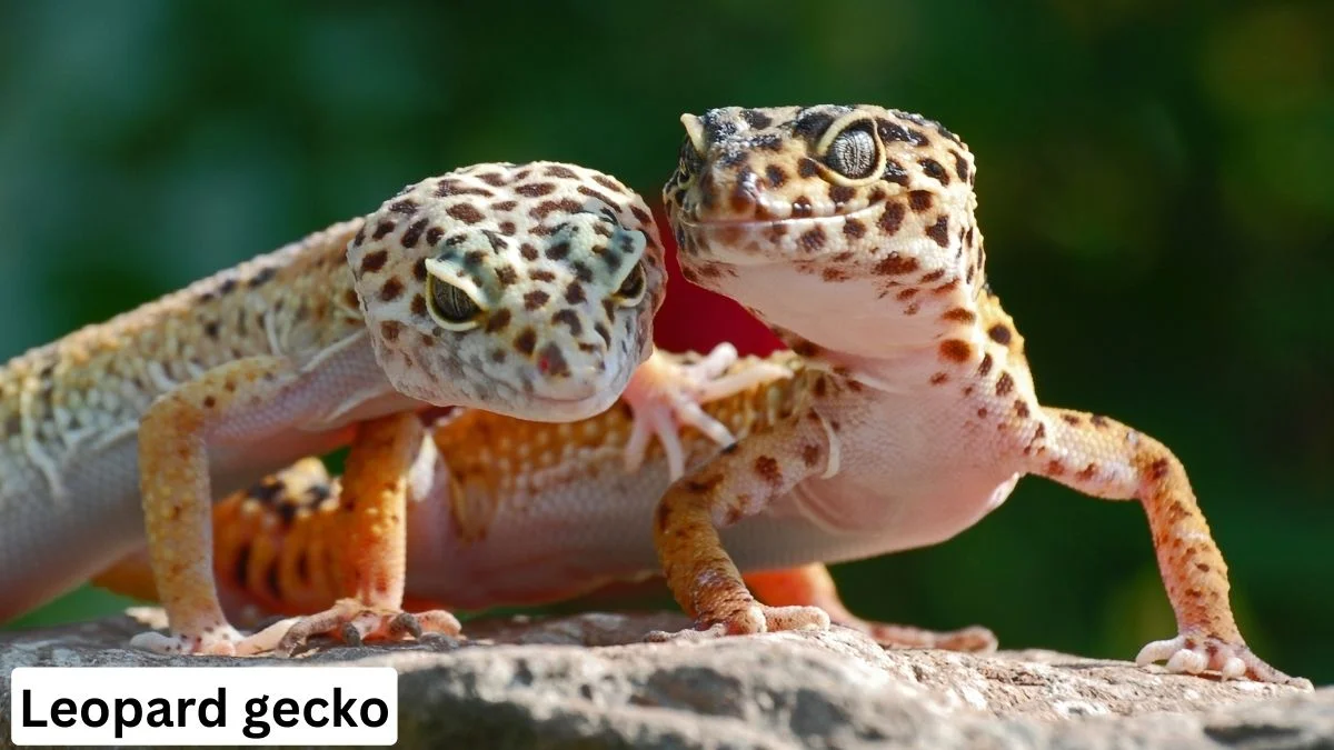 Leopard Gecko, leopard gecko lifespan, leopard gecko care, fancy leopard gecko, leopard gecko pet, leopard gecko photo