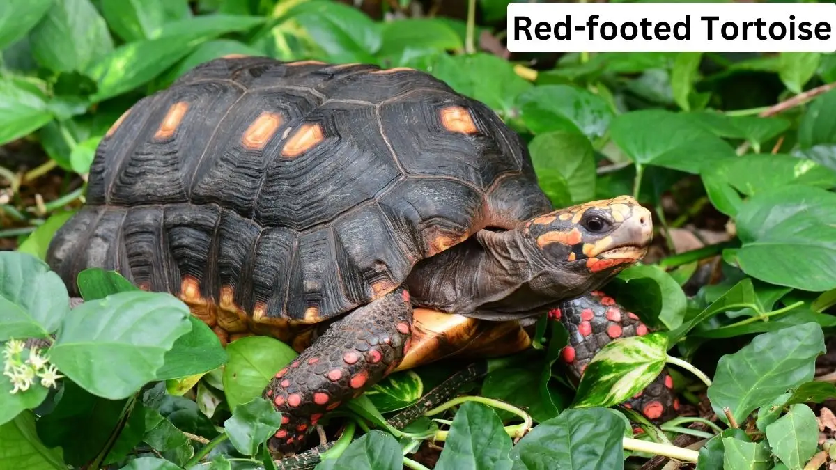 Red Footed Tortoise, red footed tortoise care, red footed tortoise lifespan, red footed tortoise enclosure, red footed tortoise temperature, red footed tortoise photo, red footed tortoise details
