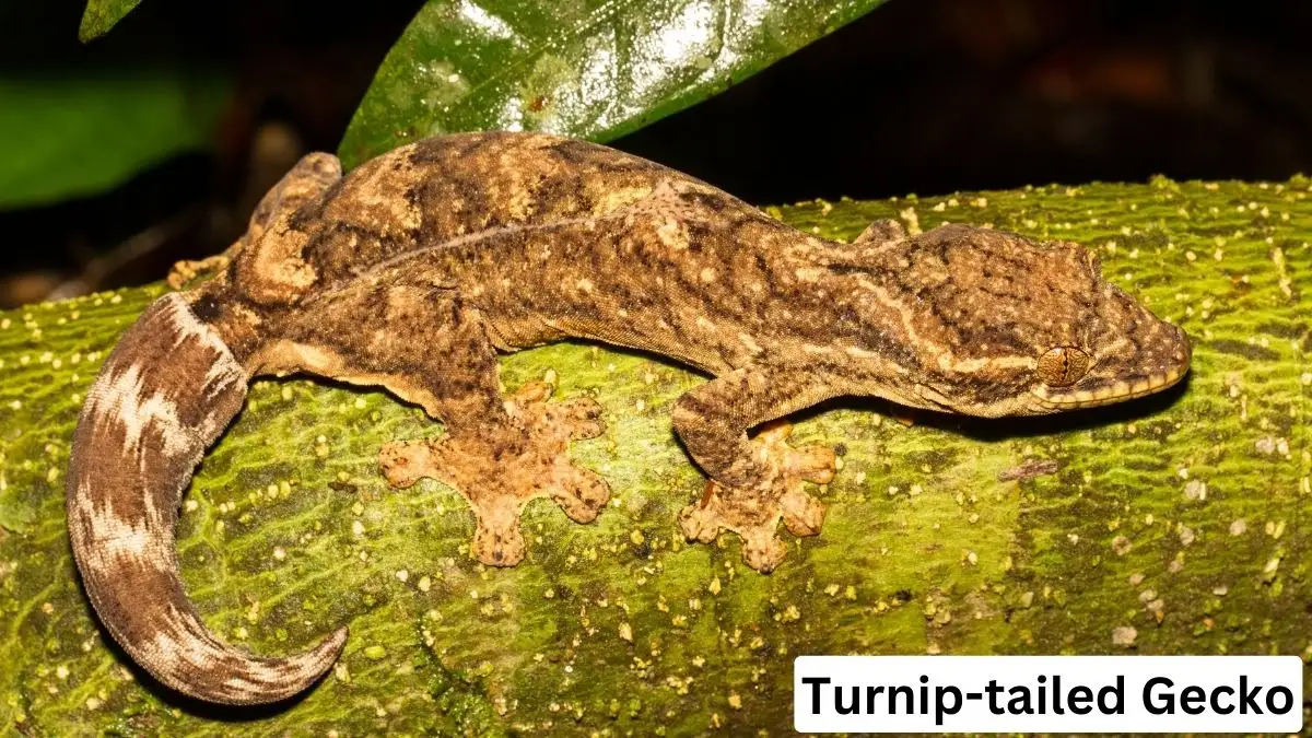 Turnip Tailed Gecko, Turnip Tailed Gecko pets, Turnip Tailed Gecko details, Turnip Tailed Gecko photo