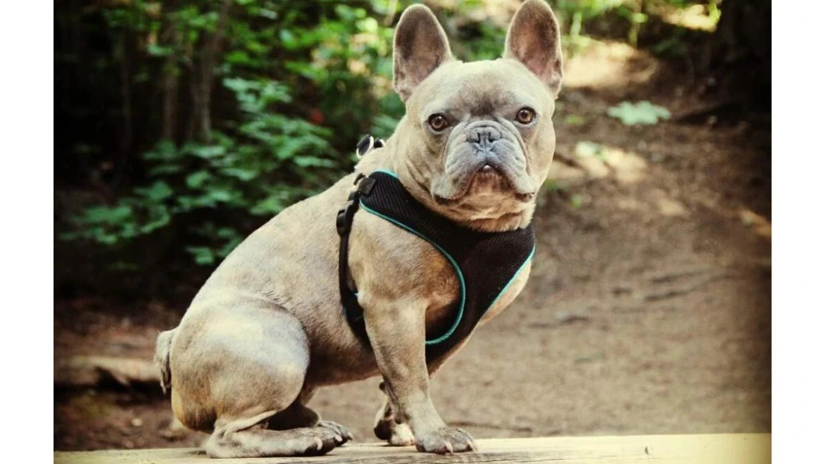 famous French Bulldogs, Zeus the Superhero is a French Bulldog, Zeus French Bulldog, Zeus French Bulldog Photo