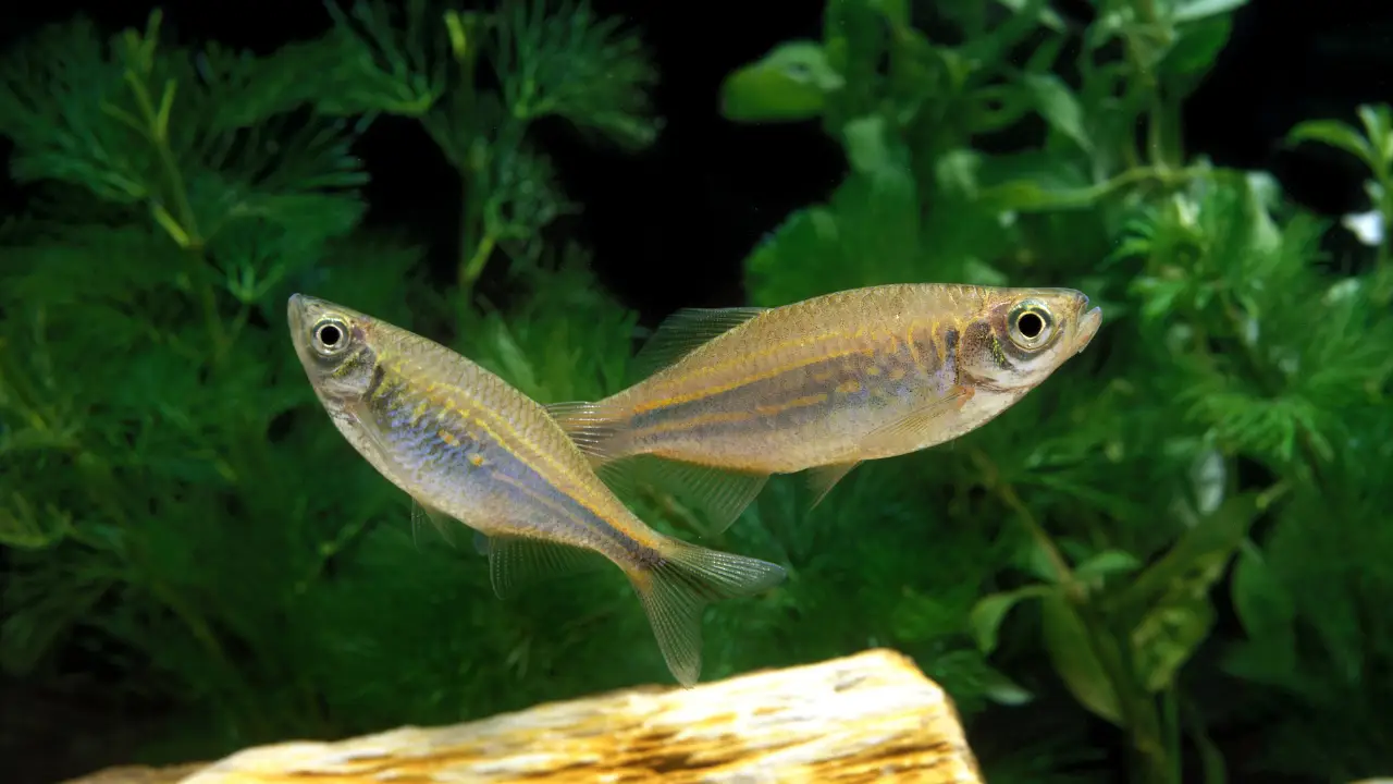 A short Overview regarding the Timeline of Danio’s history, Danio Fish History, Danio Fish Overview, Danio Fish