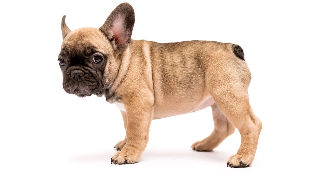 Famous French Bulldogs From Social Platform Stars To Celeb-Pets, Famous French Bulldog, List of Famous French Bulldog