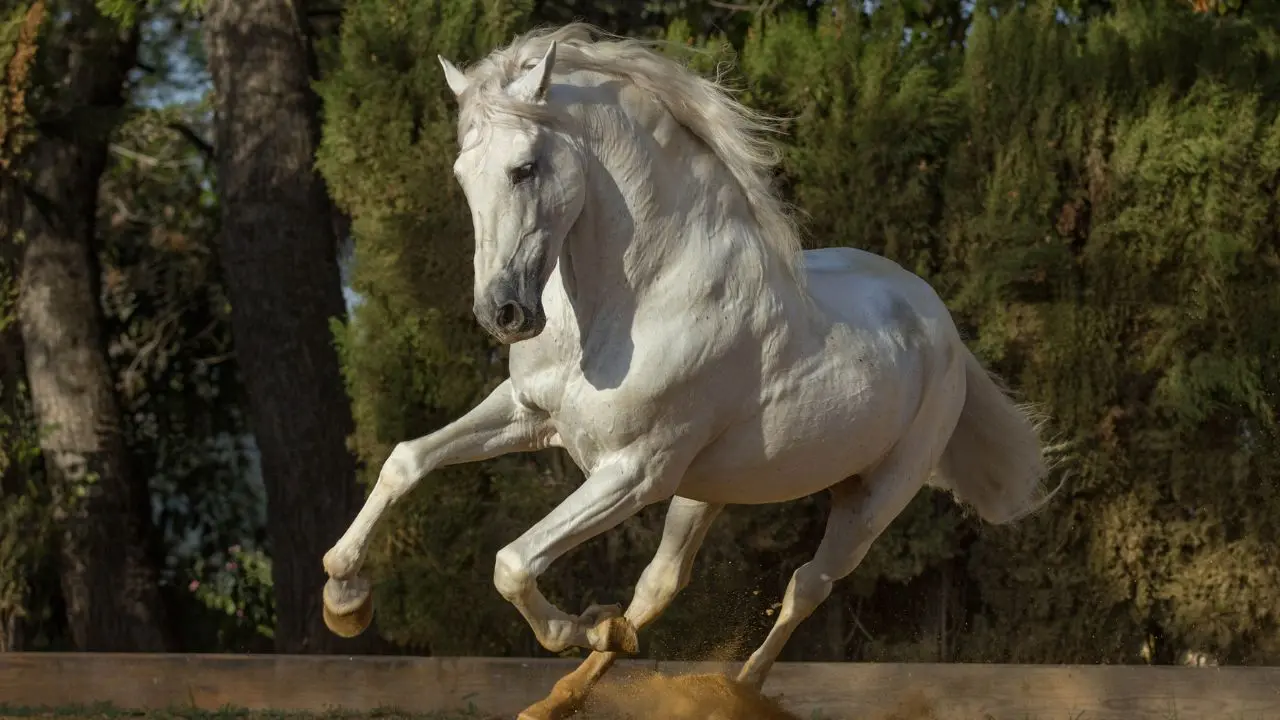 Fastest Horse Breeds On The Earth Andalusian Horse, Andalusian Horse, andalusian horse colors, beautiful andalusian horse, beautiful andalusian details, beautiful andalusian history