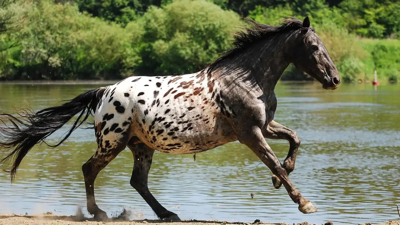 Fastest Horse Breeds On The Earth Appaloosa Horse, Appaloosa Horse, leopard appaloosa horse, appaloosa horse colors, appaloosa horse History, appaloosa horse Details