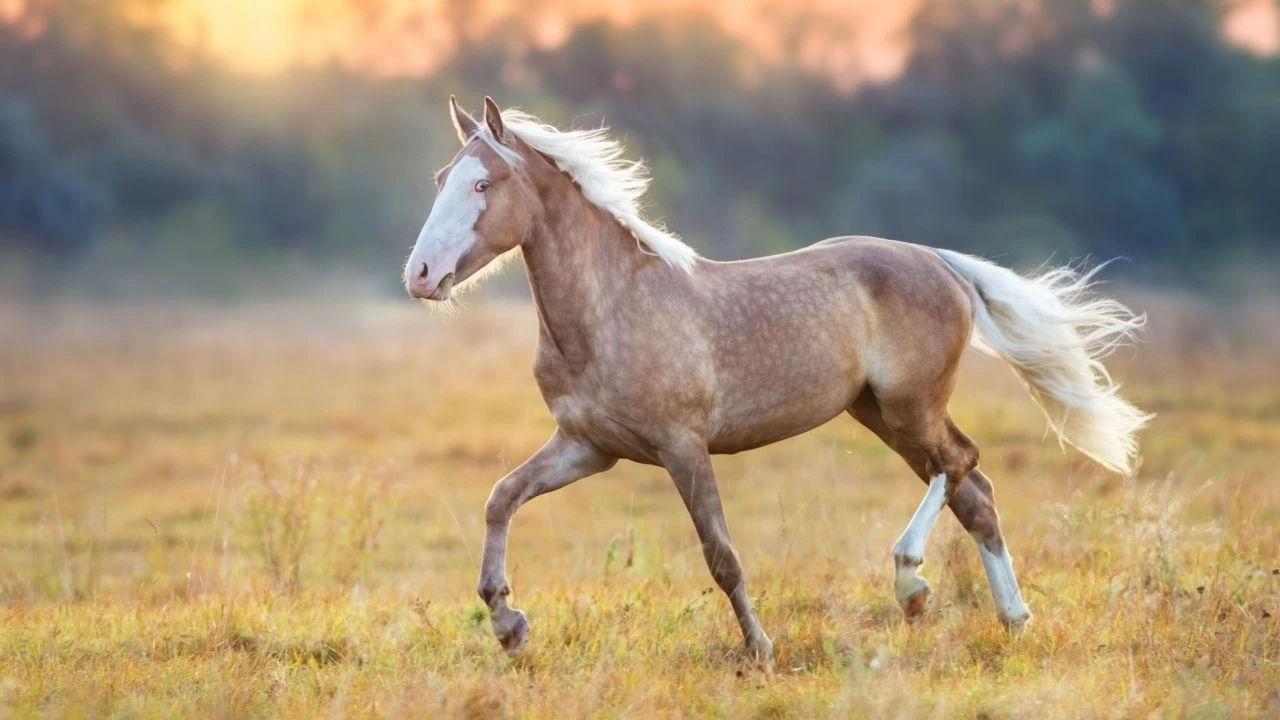 Fastest Horse Breeds On The Earth Arabian Horse, Arabian Horse, white arabian horse, arabian horse price, arabian horse rdr2, arabian horse names