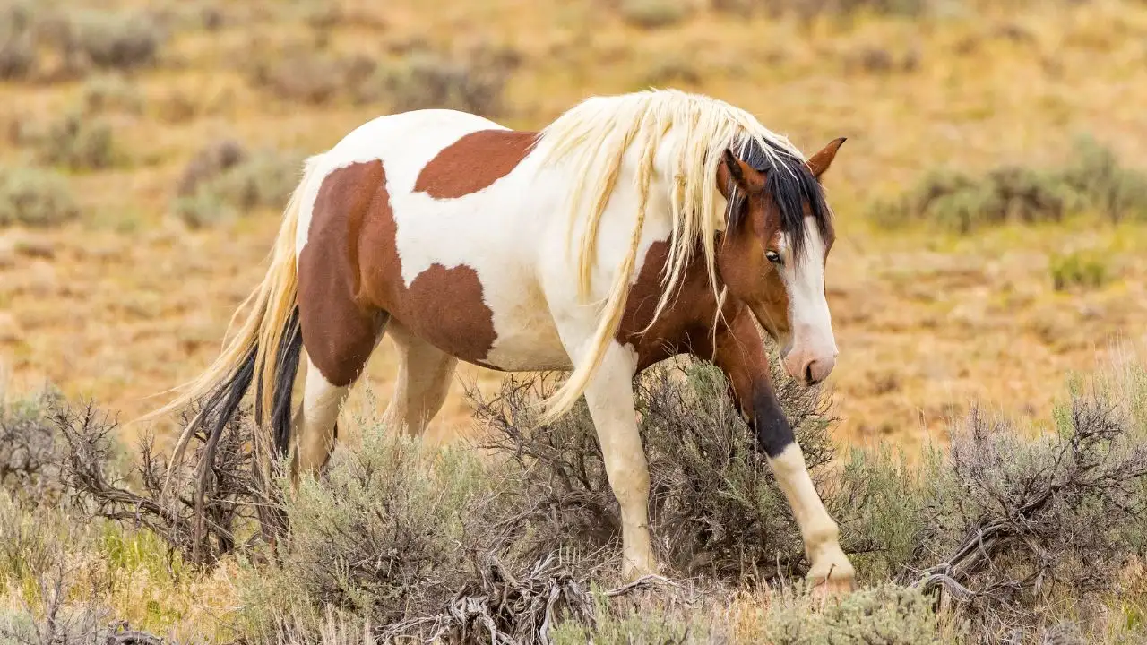 Fastest Horse Breeds On The Earth Mustang Horse, Mustang Horse, black mustang horse, mustang horse colors, what is a mustang horse, mustang horse details, mustang horse history