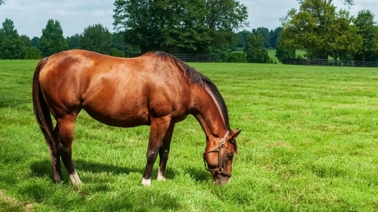 Fastest Horse Breeds On The Earth Thoroughbred Horse, Thoroughbred Horse, thoroughbred horse price, what is a thoroughbred horse, thoroughbred horse racing