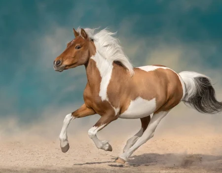 Fastest Horse Breeds On The Earth Unleashing The Lightning, Fastest Horse Breeds, Fastest Horse Breeds List, List Of Fastest Horse Breeds, Fastest Horse Breeds On The Earth, Fastest Horse Breeds On The Universe, Fastest Horse Breeds In The World, top 10 fastest horse breeds, top 16 fastest horse breeds, top 7 fastest horse breeds, what are the fastest horse breeds, top fastest horse breeds, what is the fastest horse breed, world's fastest horse breed