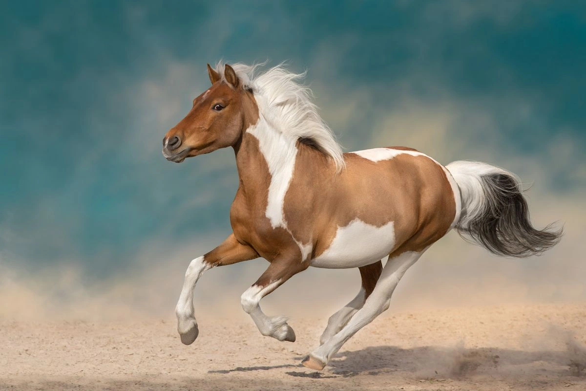 Fastest Horse Breeds On The Earth Unleashing The Lightning, Fastest Horse Breeds, Fastest Horse Breeds List, List Of Fastest Horse Breeds, Fastest Horse Breeds On The Earth, Fastest Horse Breeds On The Universe, Fastest Horse Breeds In The World, top 10 fastest horse breeds, top 16 fastest horse breeds, top 7 fastest horse breeds, what are the fastest horse breeds, top fastest horse breeds, what is the fastest horse breed, world's fastest horse breed