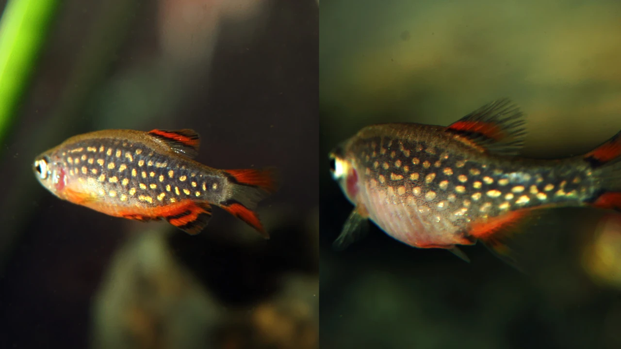 Microrasbora danio fish (Microrasbora erythromicron), Microrasbora danio fish, Microrasbora danio fish details
