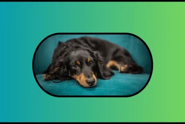 Dachshund: A Long-Snouted Hunting Dog