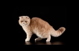 Exotic Shorthair: The Exotic Beauty Of The Cat World