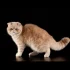 Persian Cat: The Royalty of the Cat World