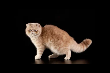 Exotic Shorthair: The Exotic Beauty Of The Cat World