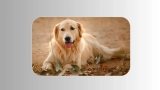 Golden Retriever: Symbol Of Loyalty and Friendship