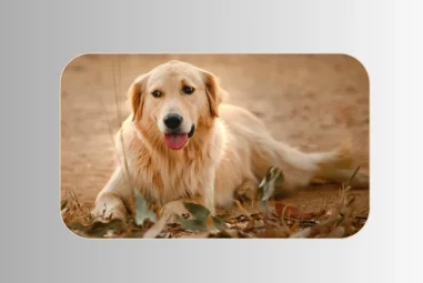 Golden Retriever: Symbol Of Loyalty and Friendship