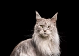 Maine Coon: The Majestic Gentle Giants Of The Cat World