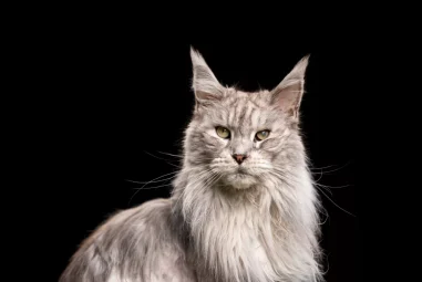 Maine Coon: The Majestic Gentle Giants Of The Cat World