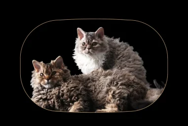 Poodle Cat: Cat in Sheep’s clothing