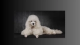 Poodles: The Intelligent and Stylish Breed