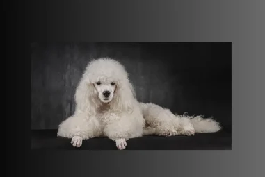 Poodles: The Intelligent and Stylish Breed