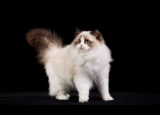 Ragdoll Cat: The Blue – Eyed Beauty With  A Gentle Spirit